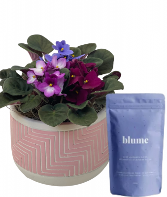 Violets & Blume