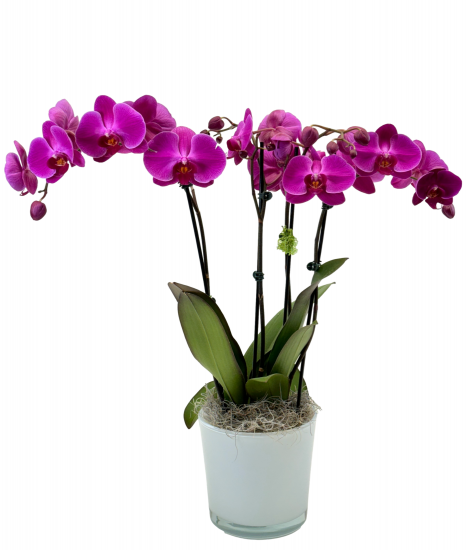 Purple Serenity Orchid
