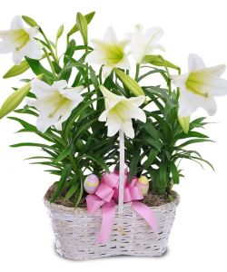 Double Lily Basket