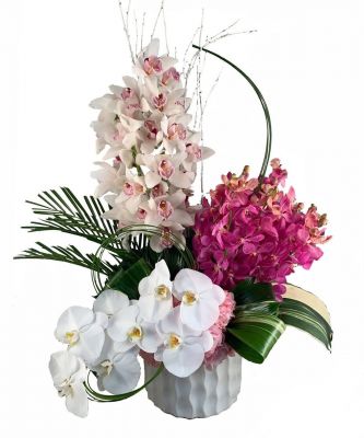 Orchid Appeal