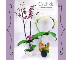 orchid