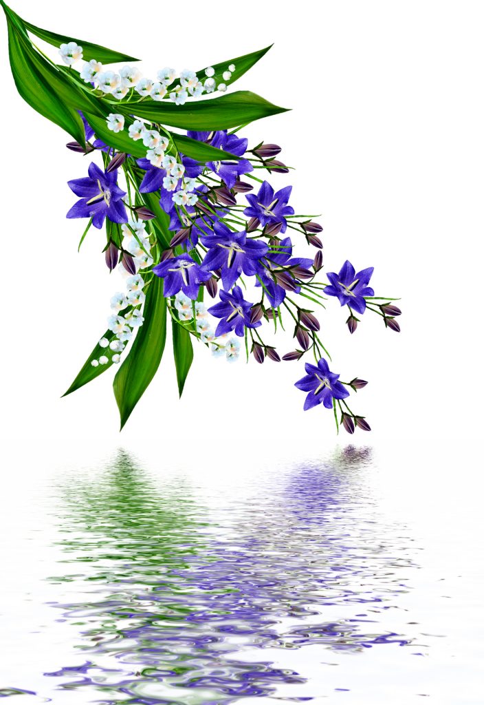 blue flowers campanula