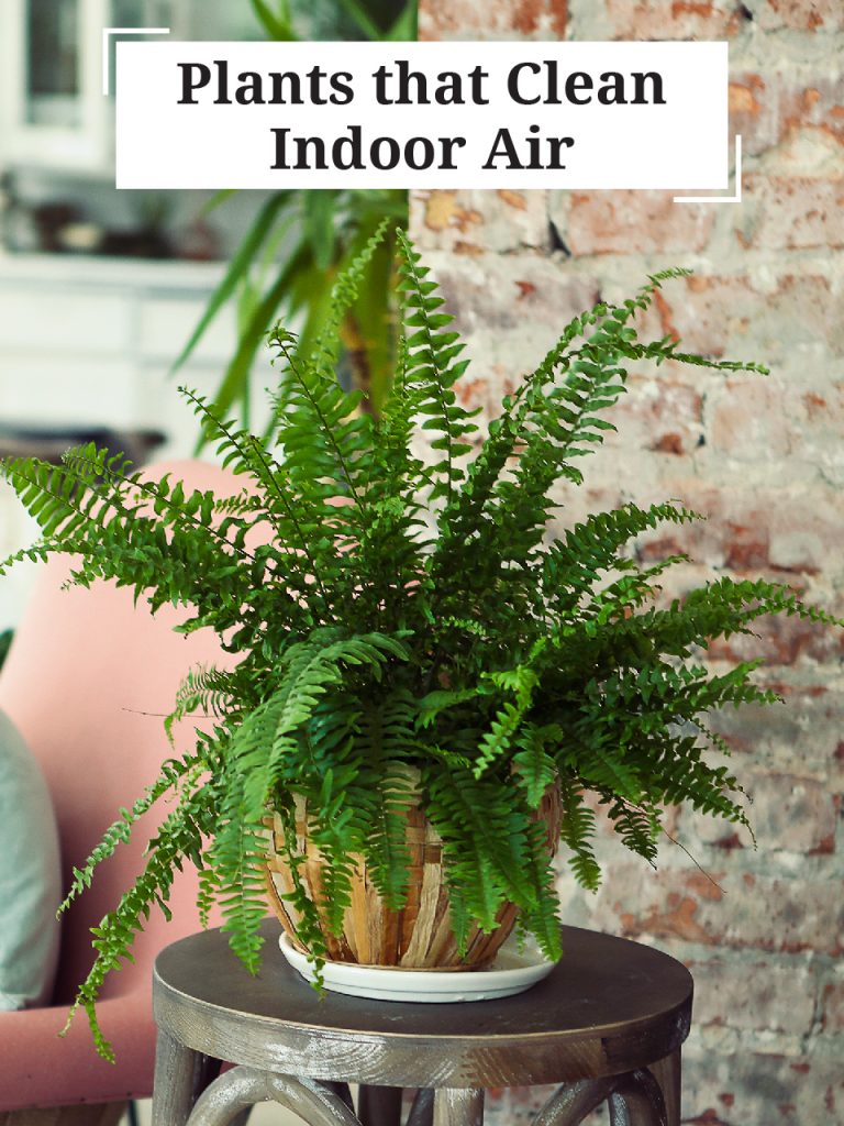 Plants that Clean Indoor Air