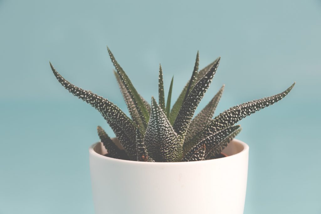 The Perfect Indoor Plants for People with Black Thumbs