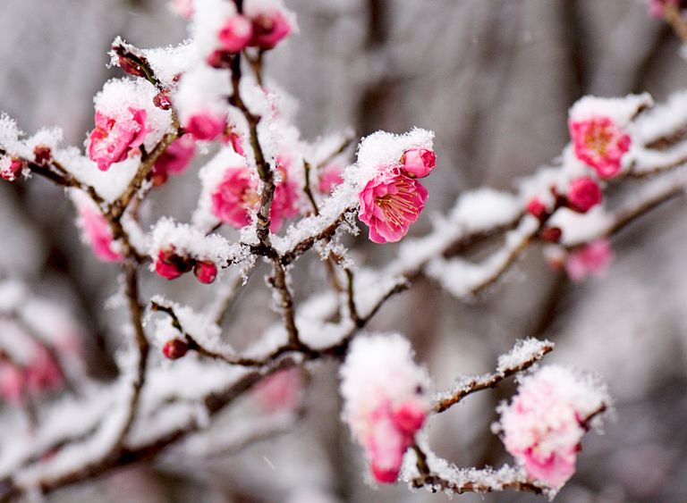 Winter Flowers That Thrive During The Coldest Months Of The Year, by Piece  Of Paper