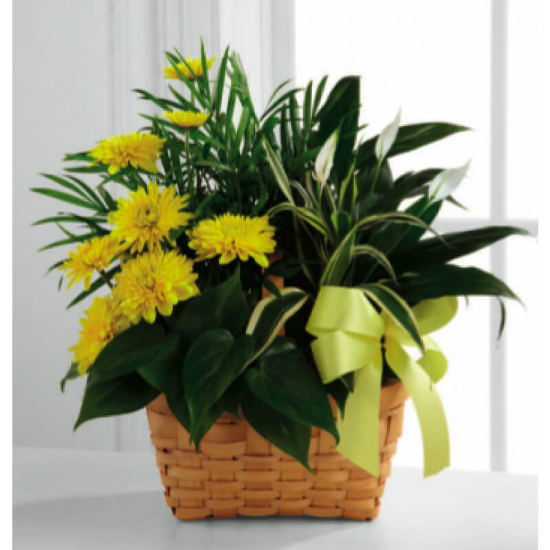 Loving Light Dishgarden Karen's Flower Shop