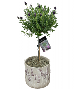 Lavender Tree