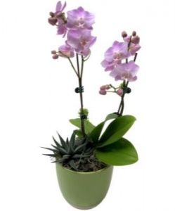 PHALAENOPSIS ORCHID & SUCCULENT ACCENT