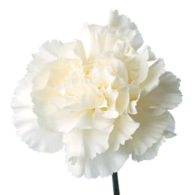 Bulk Carnation $2.00