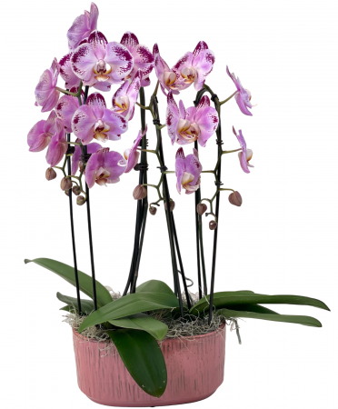Awestruck Orchids