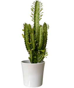 Euphorbia Cactus