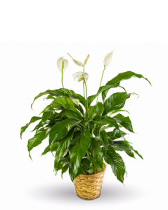 Spathiphyllum-Peace Lily