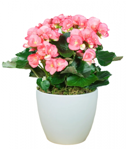 Begonia
