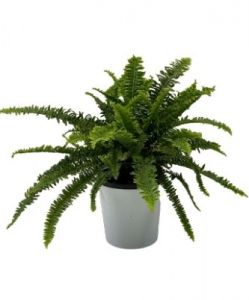 Boston Fern