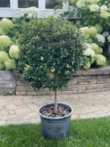 Topiary Laurel Tree