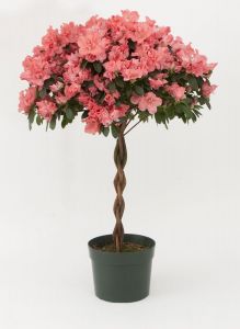 Azalea Tree