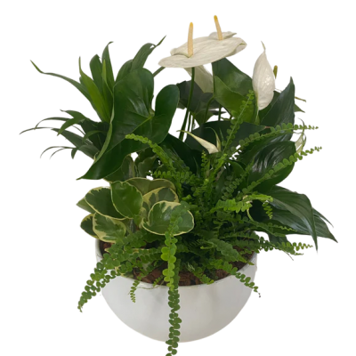 WHITE PLANT GARDEN