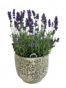 French Lavender Plant