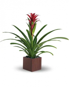 Bromeliad Plant