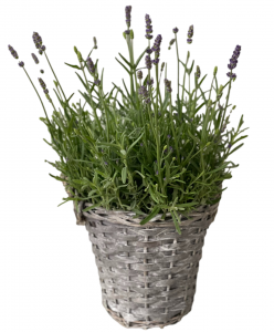 Lavender Plant