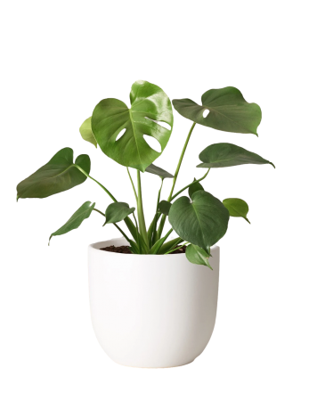 Monstera Plant