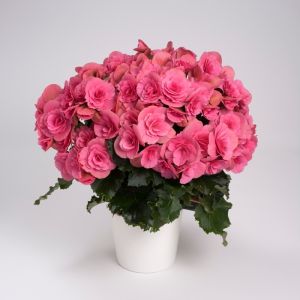 Blooming Begonia Plant