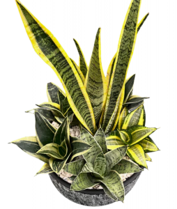 Sanseveria Planter