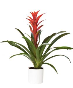 Bromeliad Plant