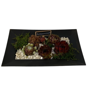 Sempervivum Black Patio Tray