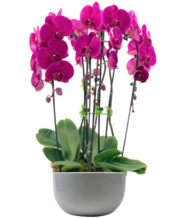Purple Orchid Garden