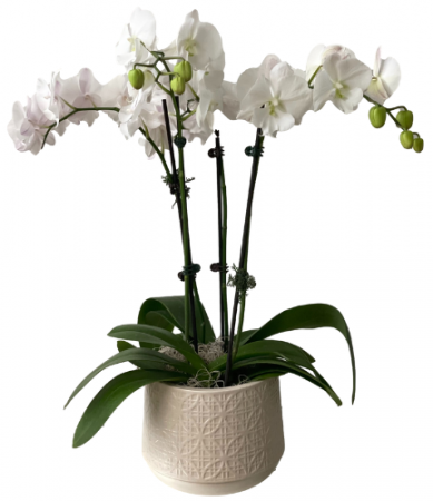 Serenity Orchids