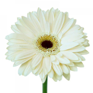 Bulk Gerbera $4.00