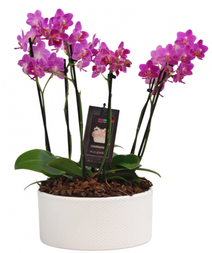 Mini Purple Orchid Collection