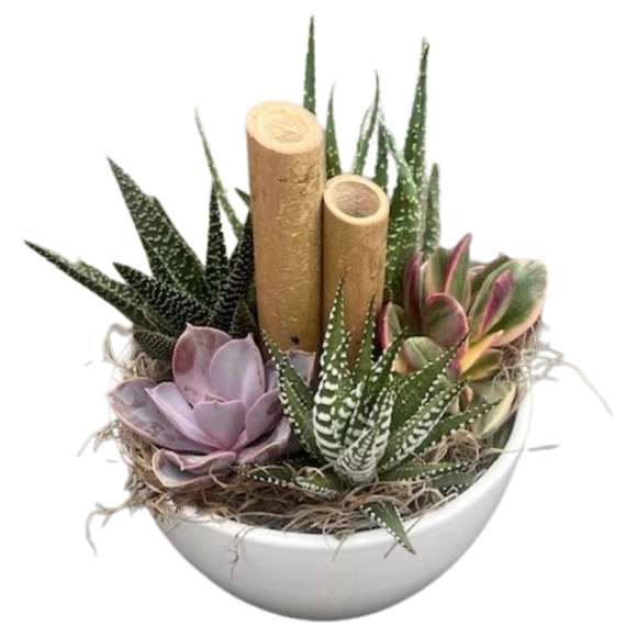 Succulent Oasis