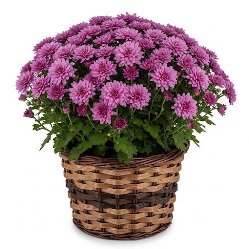 Chrysanthemum Plant