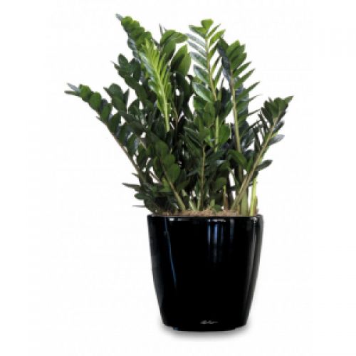 Guelph Flower Delivery Local Guelph Flower Shop