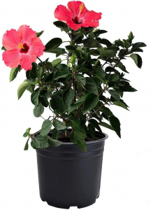 Hibiscus Plant