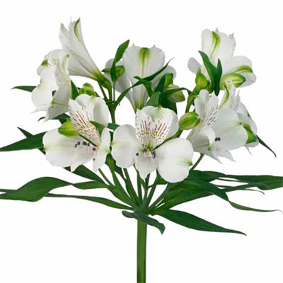 Bulk Alstroemeria $3.00