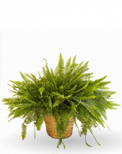 Boston Fern