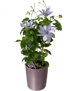 Clematis Plant