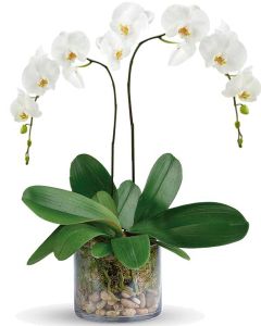 WHITE PHALEONOPSIS ORCHID :: Karen's Flower Shop