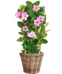 Mandevilla Plant