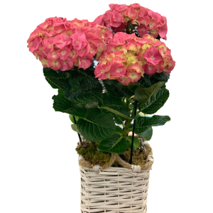 Happy Hydrangea