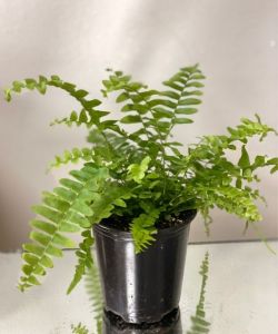 Boston Fern