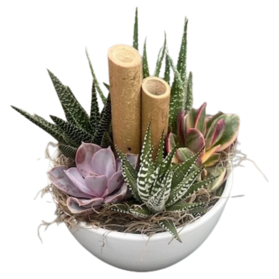 Succulent Oasis