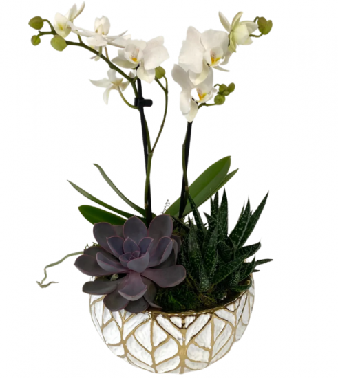 Orchid & Succulent Garden In White
