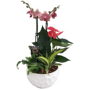 Large Orchid Planter
