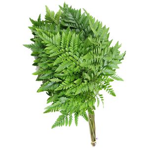 Leather Fern