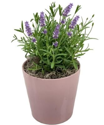 French Lavender Plant