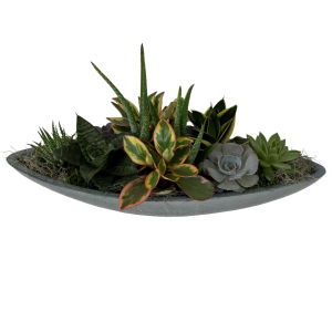 Large Succulent Boat